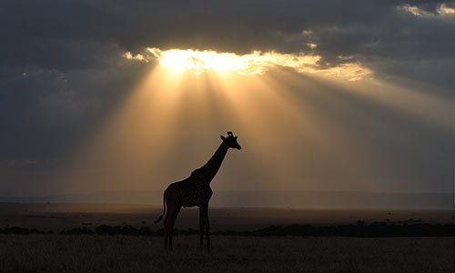 Giraffe - Finisterra Travel - East Africa Safari