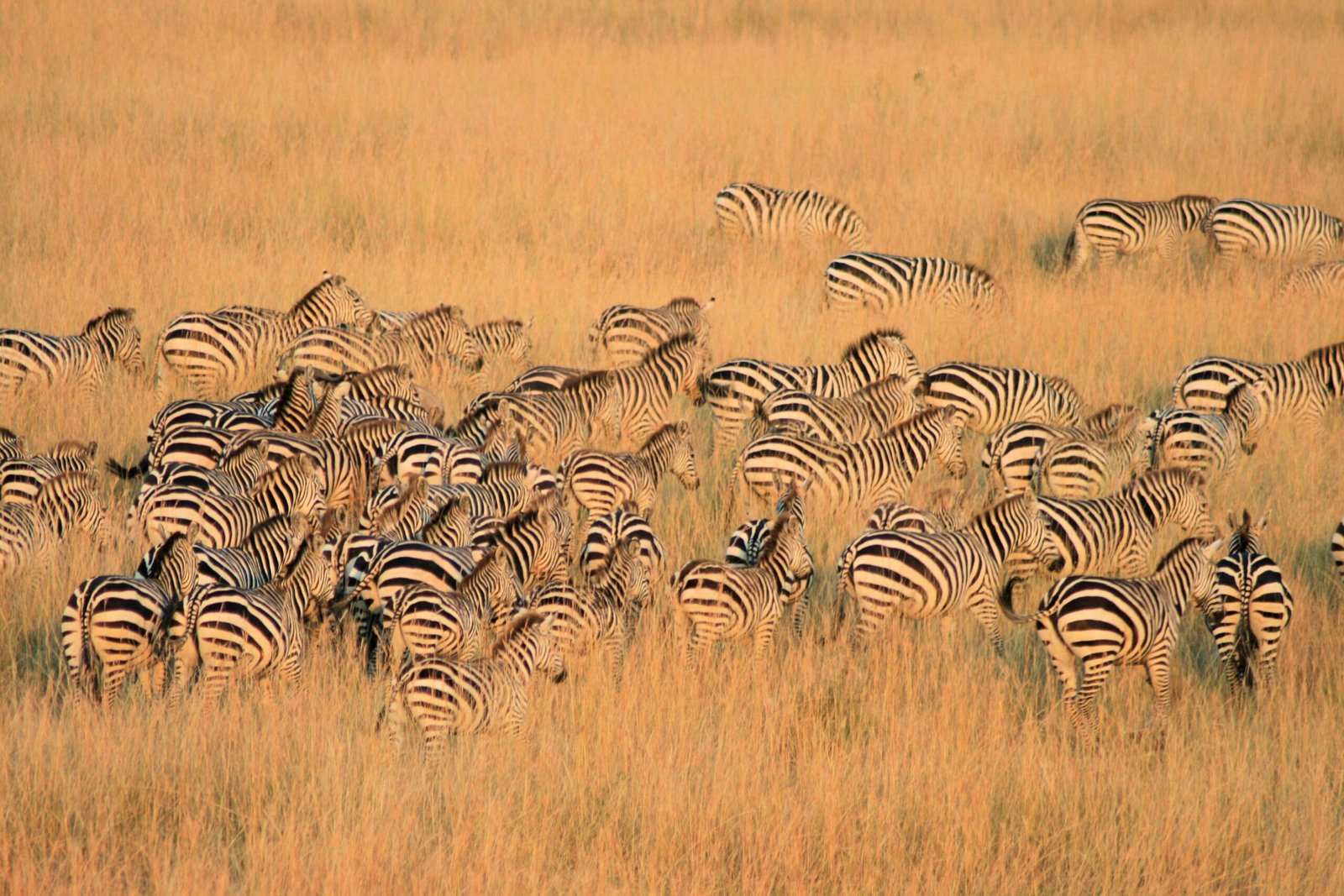 Serengeti Safari - East Africa - Finisterra