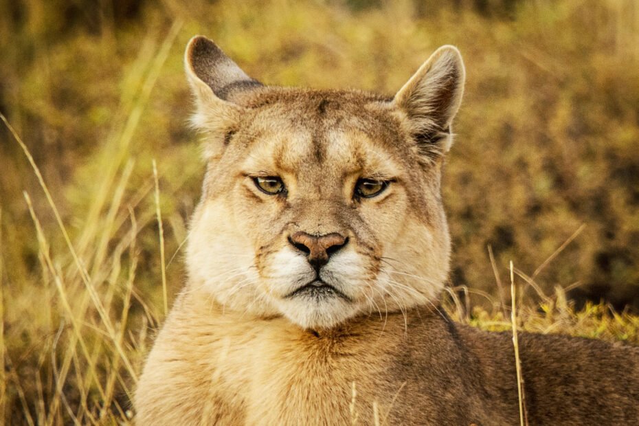 Puma - Patagonia Wildlife Tour