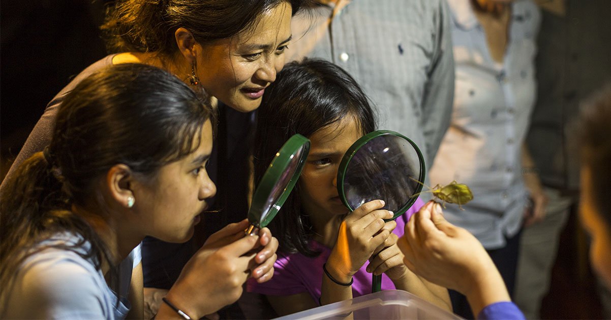 Discover a new species of moth - Peruvian Amazon