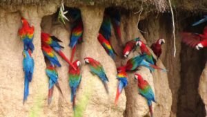 Tambopata Research Center - Chuncho Clay lick - Macaws