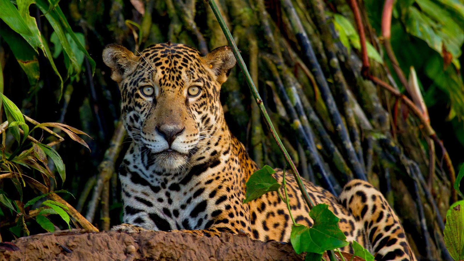 Tambopata Research Center - Jaguar - Peruvian Amazon Tour