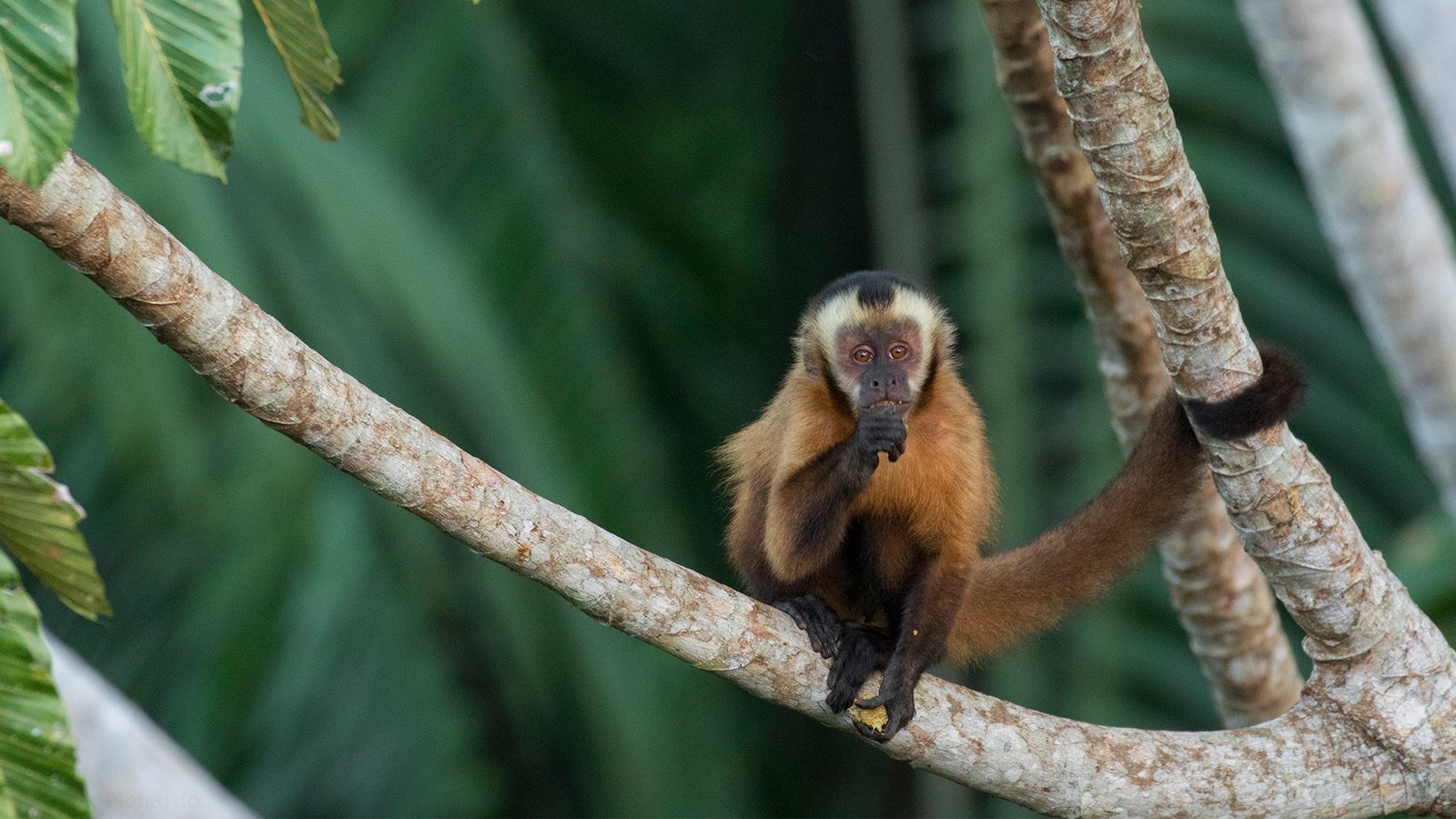 Capuchin Monkey - Amazon Tour