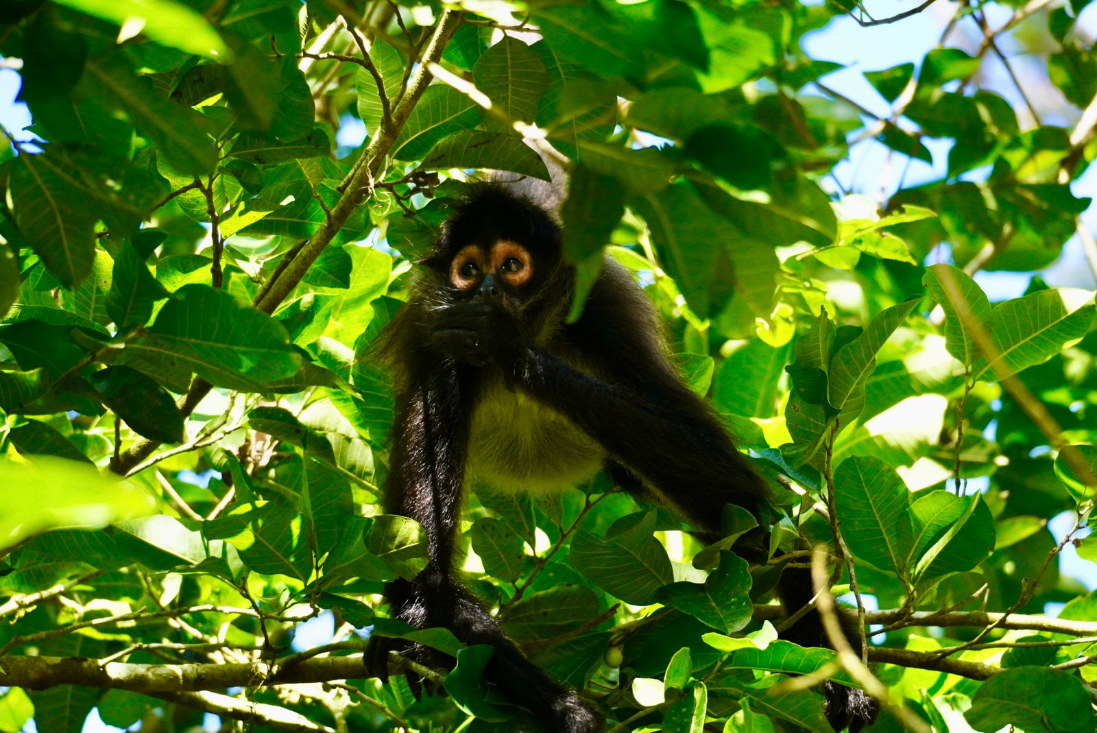 Spider Monkey - Tikal Tour