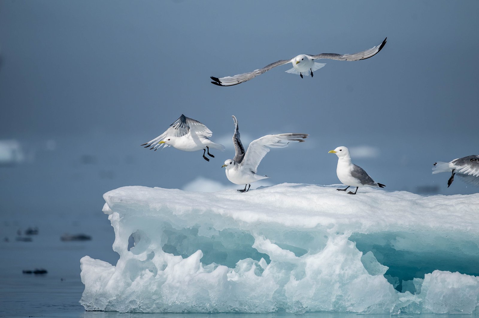 Seabirds - Iceland to Greenland Cruise