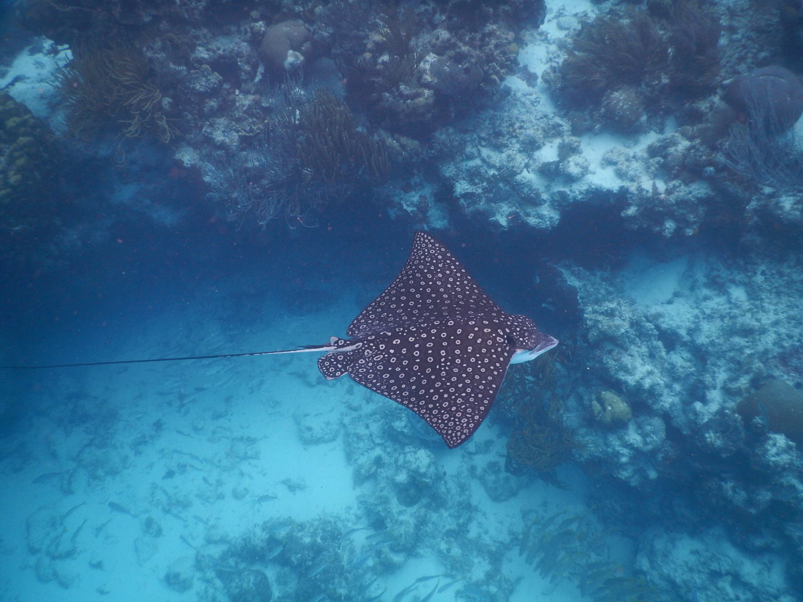 Spotted eagle ray at Hol Chan - Guatemala & Belize Journey