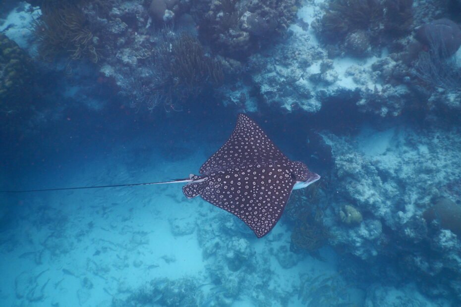 Spotted eagle ray at Hol Chan - Guatemala & Belize Journey