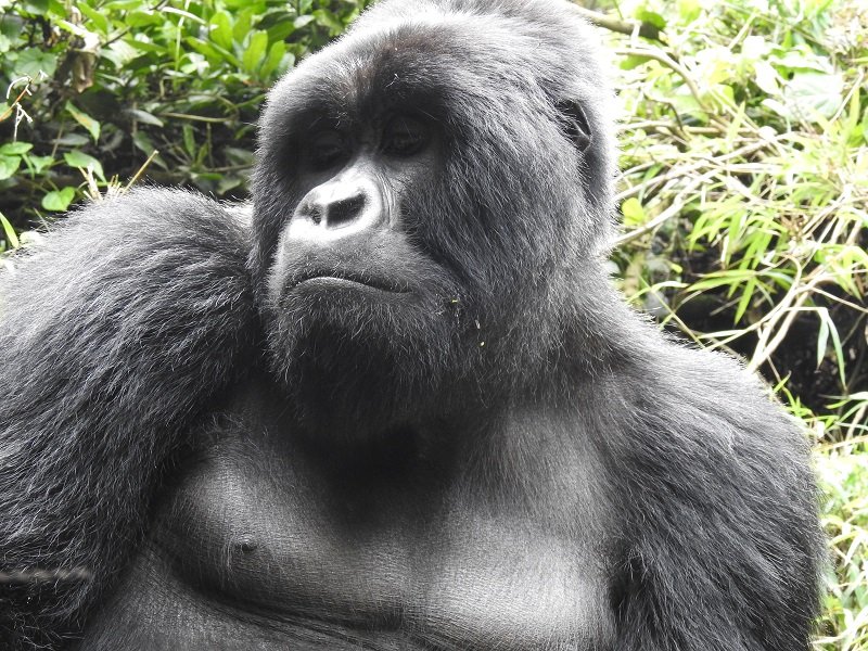 Silver Back Gorilla - Kenya & Uganda Wildlife Adventure
