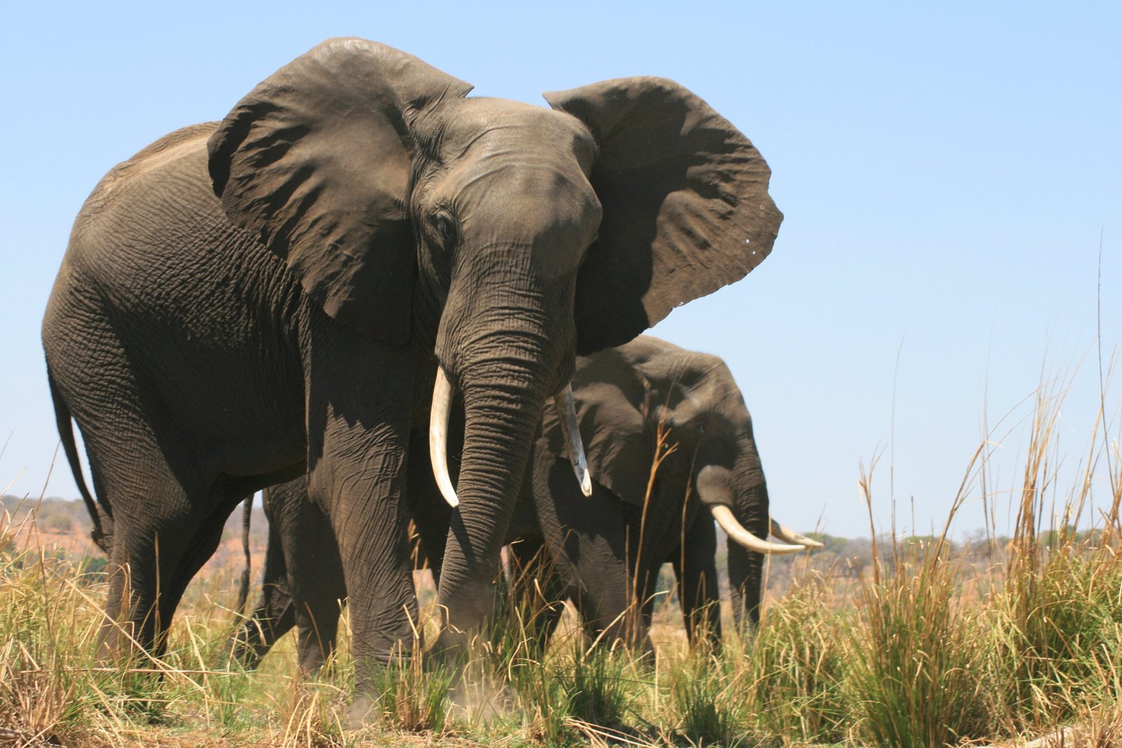 Kenya & Uganda Wildlife Adventure