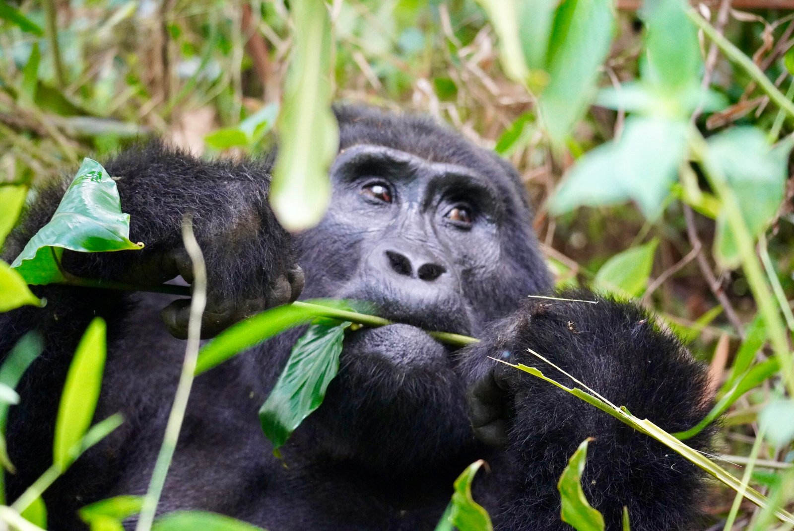 Gorilla Tracking - Uganda tour