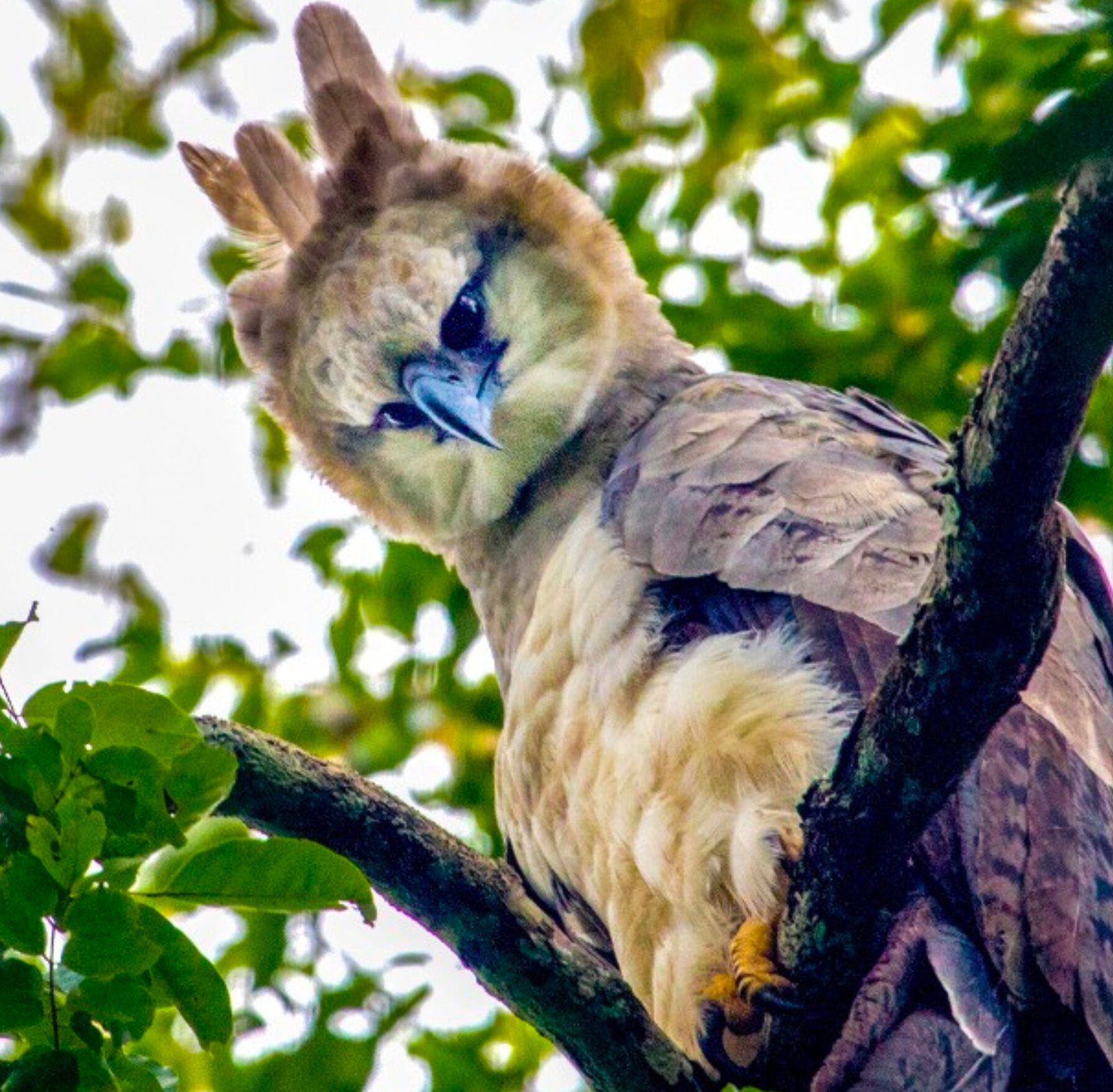 Citizen Science - Peru Amazon