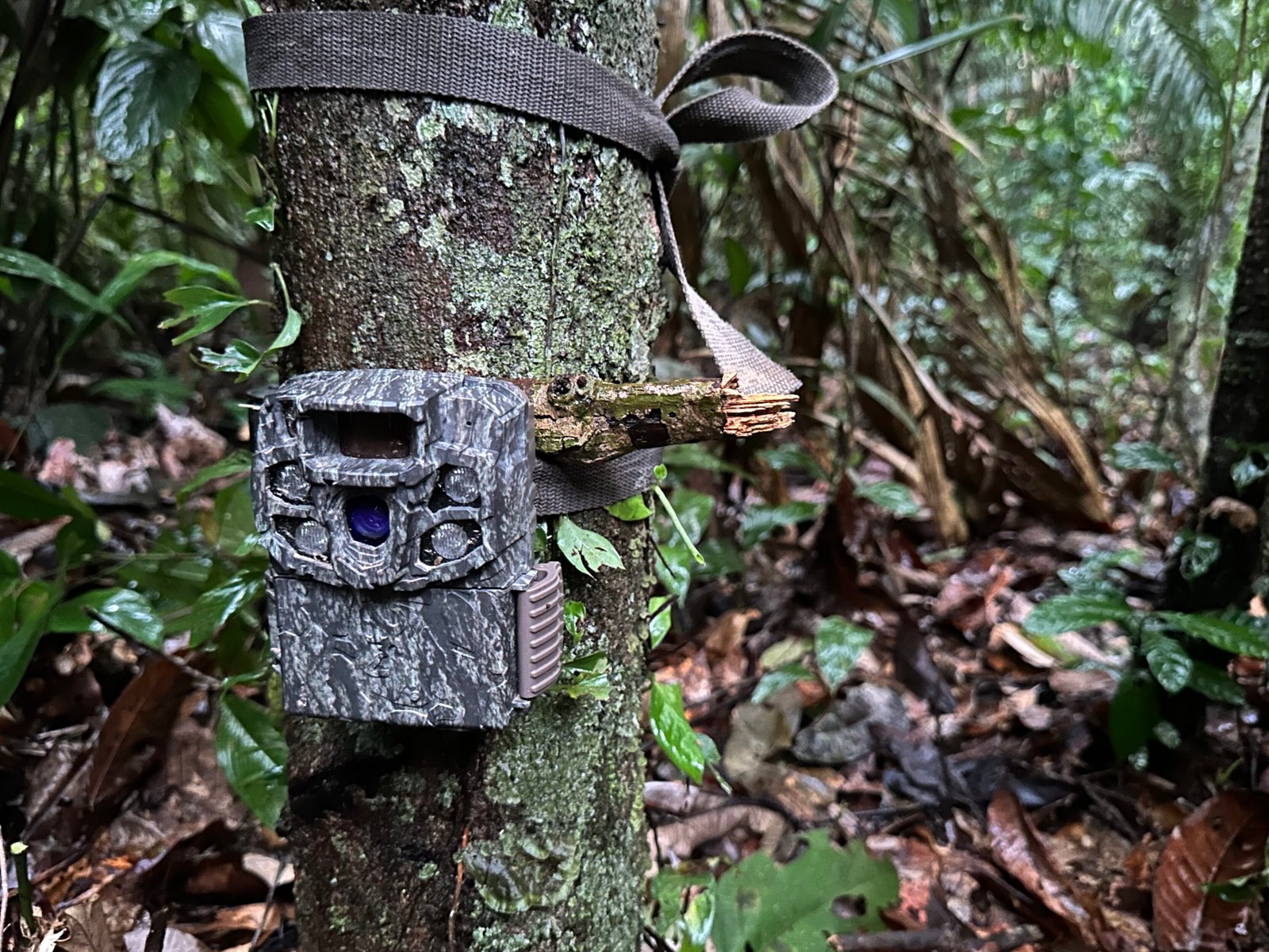 Camera Trap - Citizen Scientist in the Peruvian Amazon