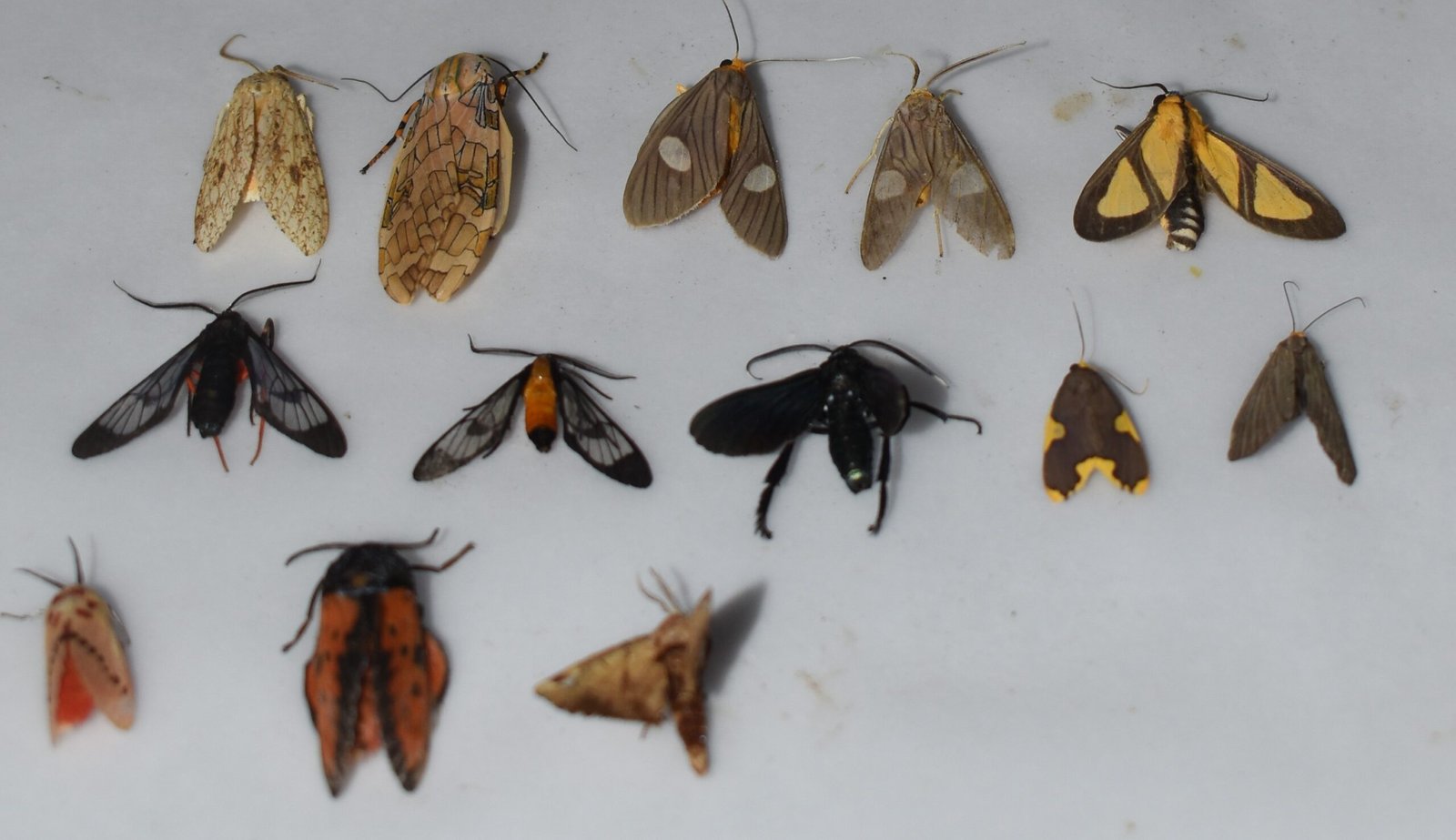 Moths - Citizen Scientist in the Peruvian Amazon