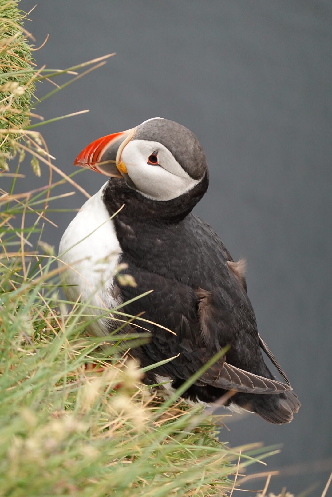 Puffin - Cedar Path Expeditions - Iceland Hiking Adventure