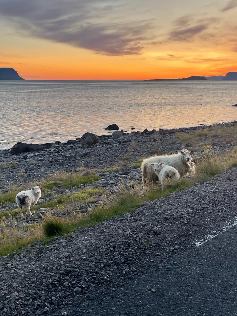 Sheep - Hornstrandir nature reserve - Iceland Hiking Tour