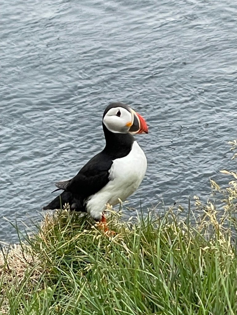 Puffin - Westfjords Backpacking Adventure Iceland