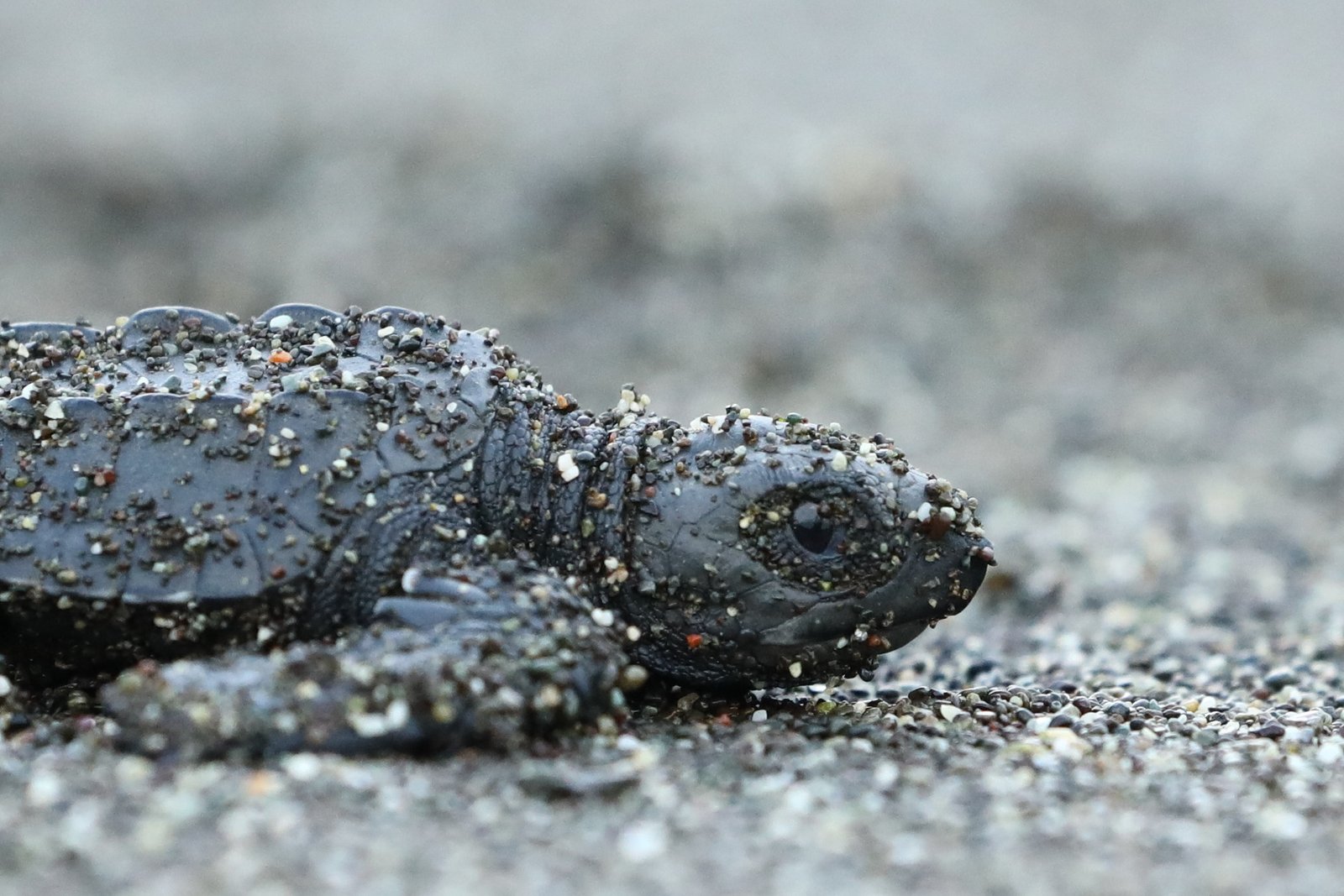 Turtle Release - Panama's Pacific Coast - Finisterra Travel Blog