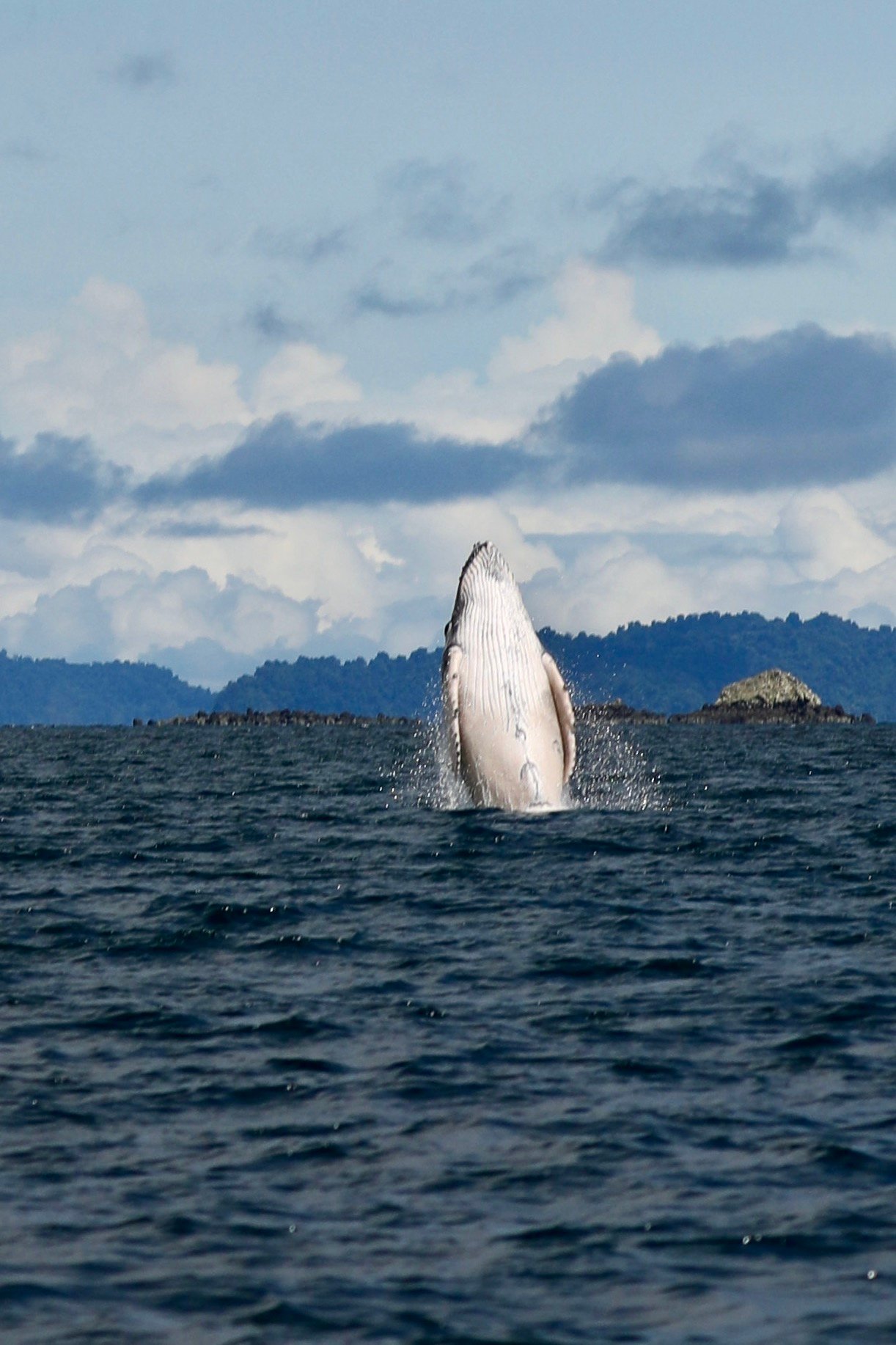 Humpback Whale Breaching - Panama Travel Blog FInisterra Travle