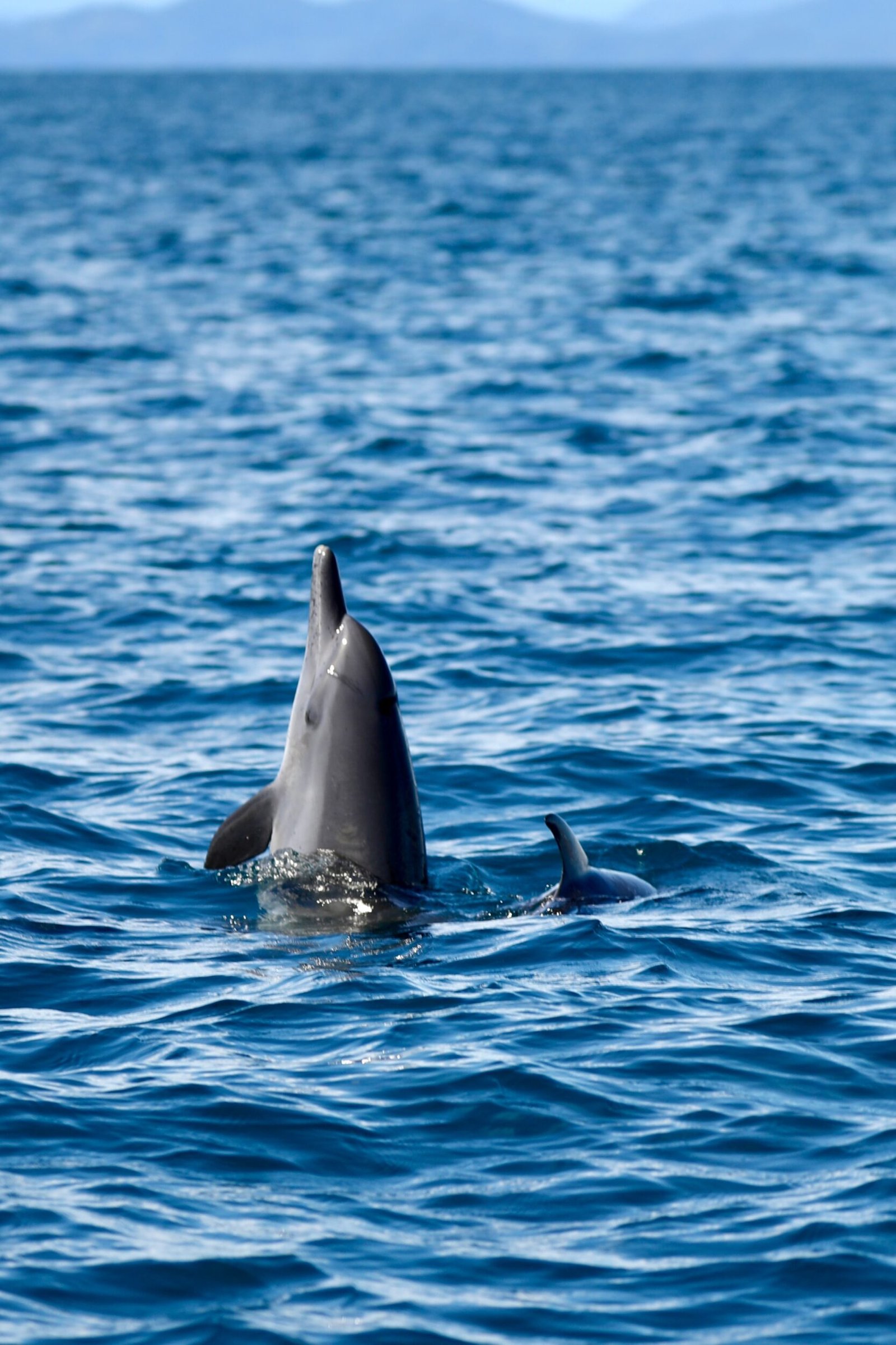 Spy-hopping dolphin - Coiba Panama