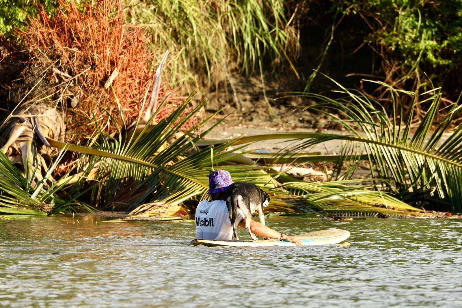 Dog on surfboard - Finisterra Travel blog - Santa Catalina Panama