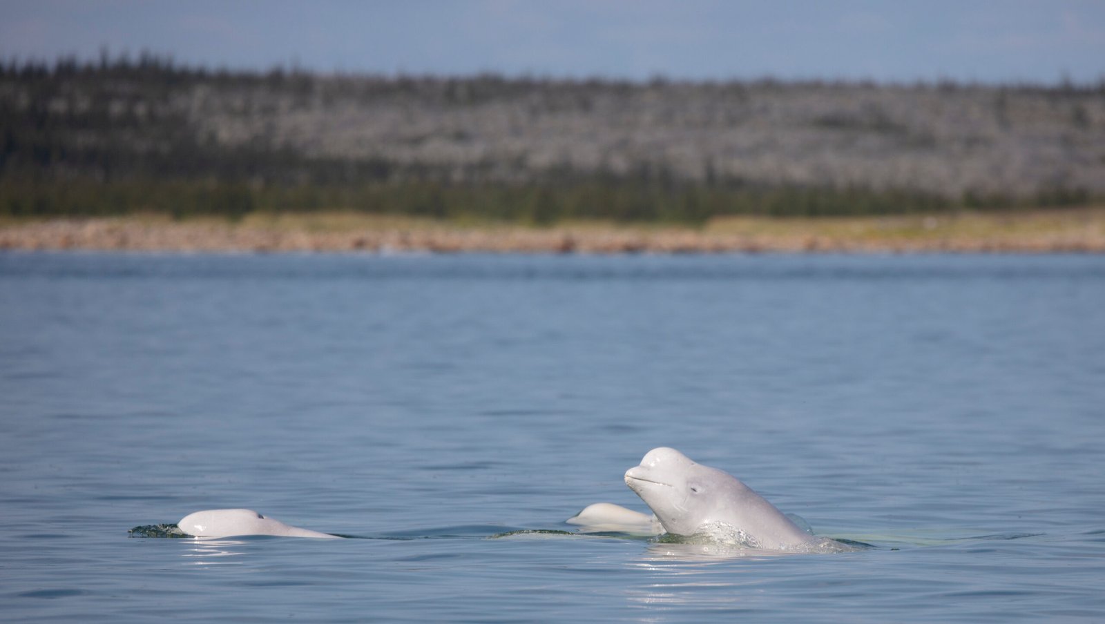 Ultimate Bears and Belugas Adventure