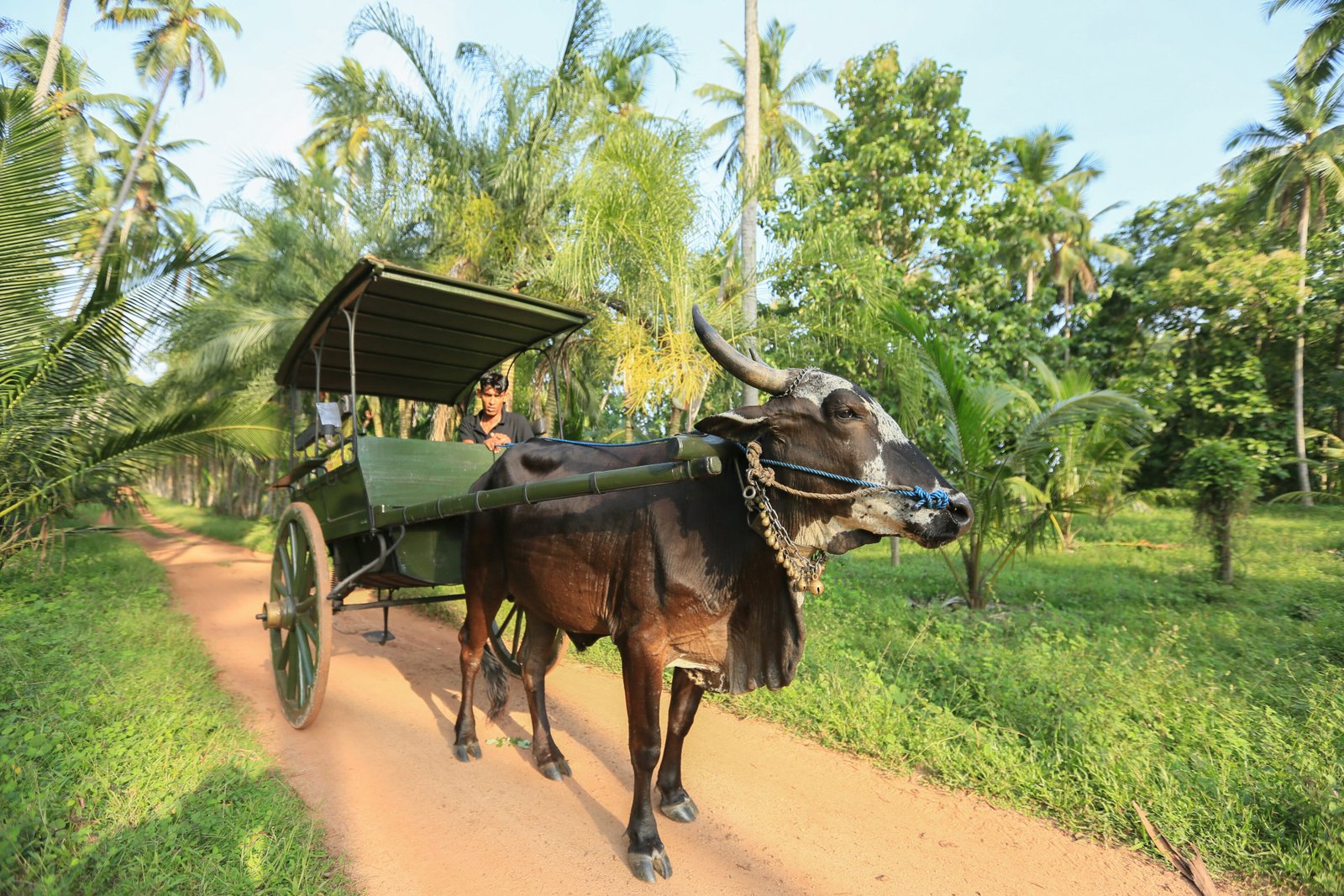 Vegan Ventures Sri Lanka Tour - Bull Cart