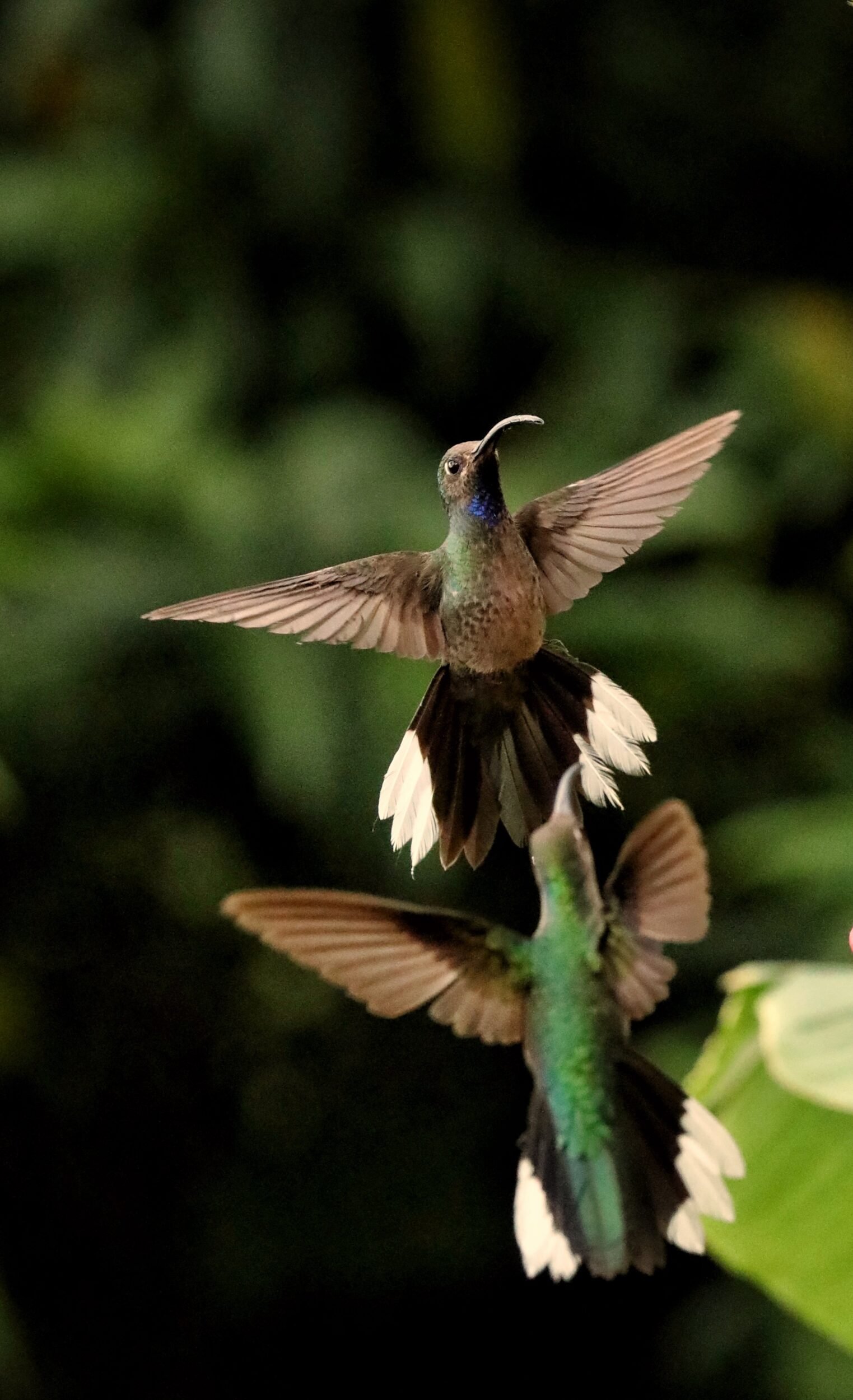 Hummingbird - Panama - Jenn Smith Nelson