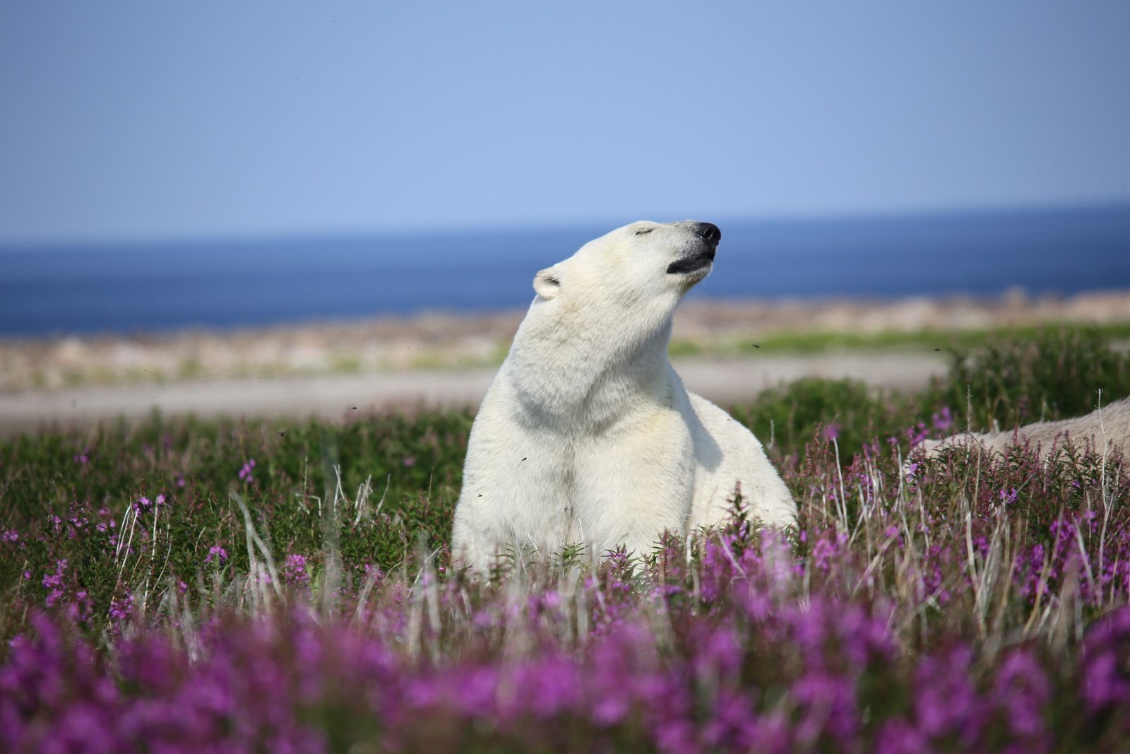 Polar Bear Tour - Ultimate Bears and Belugas Adventure