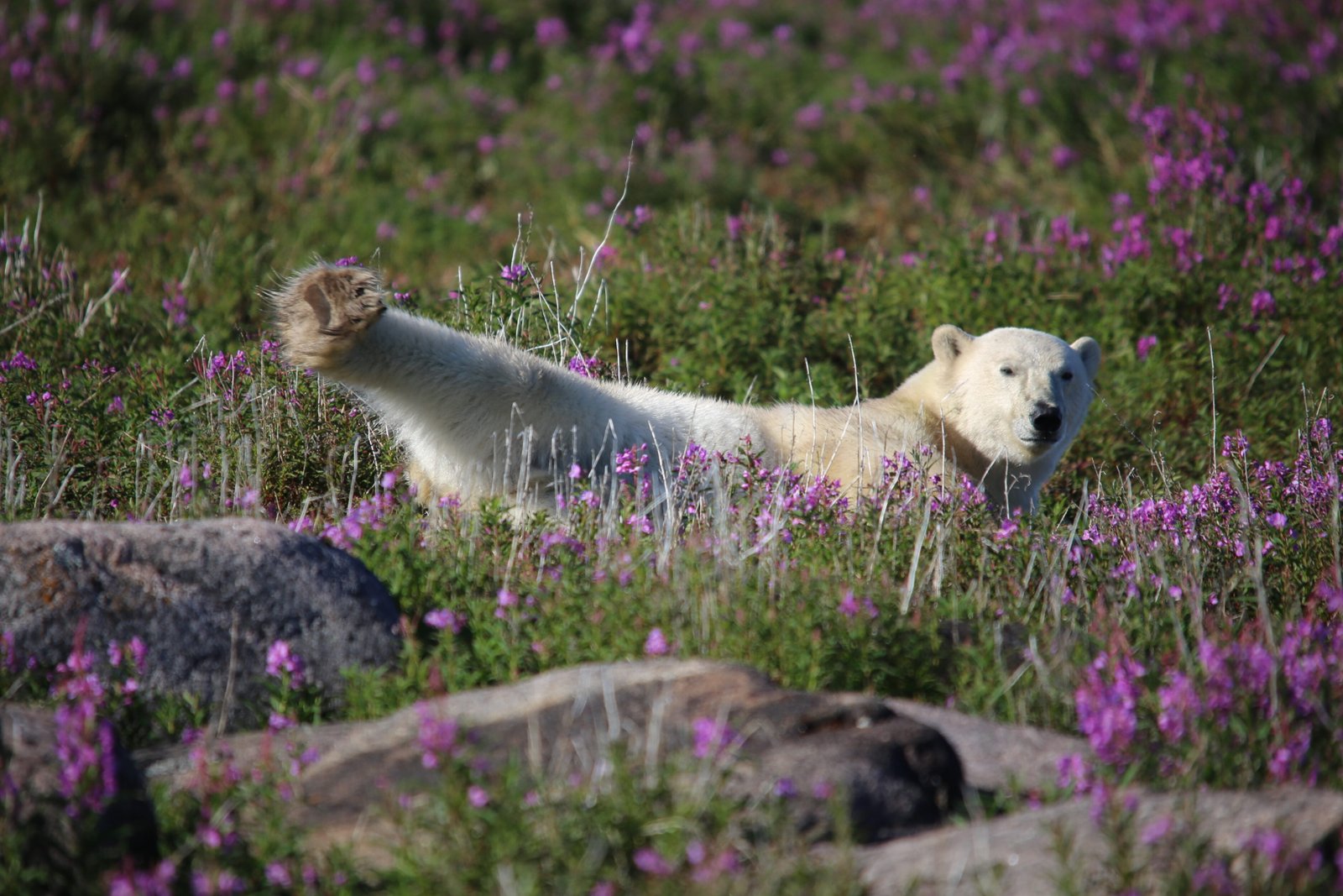 Ultimate Bears and Belugas Tour