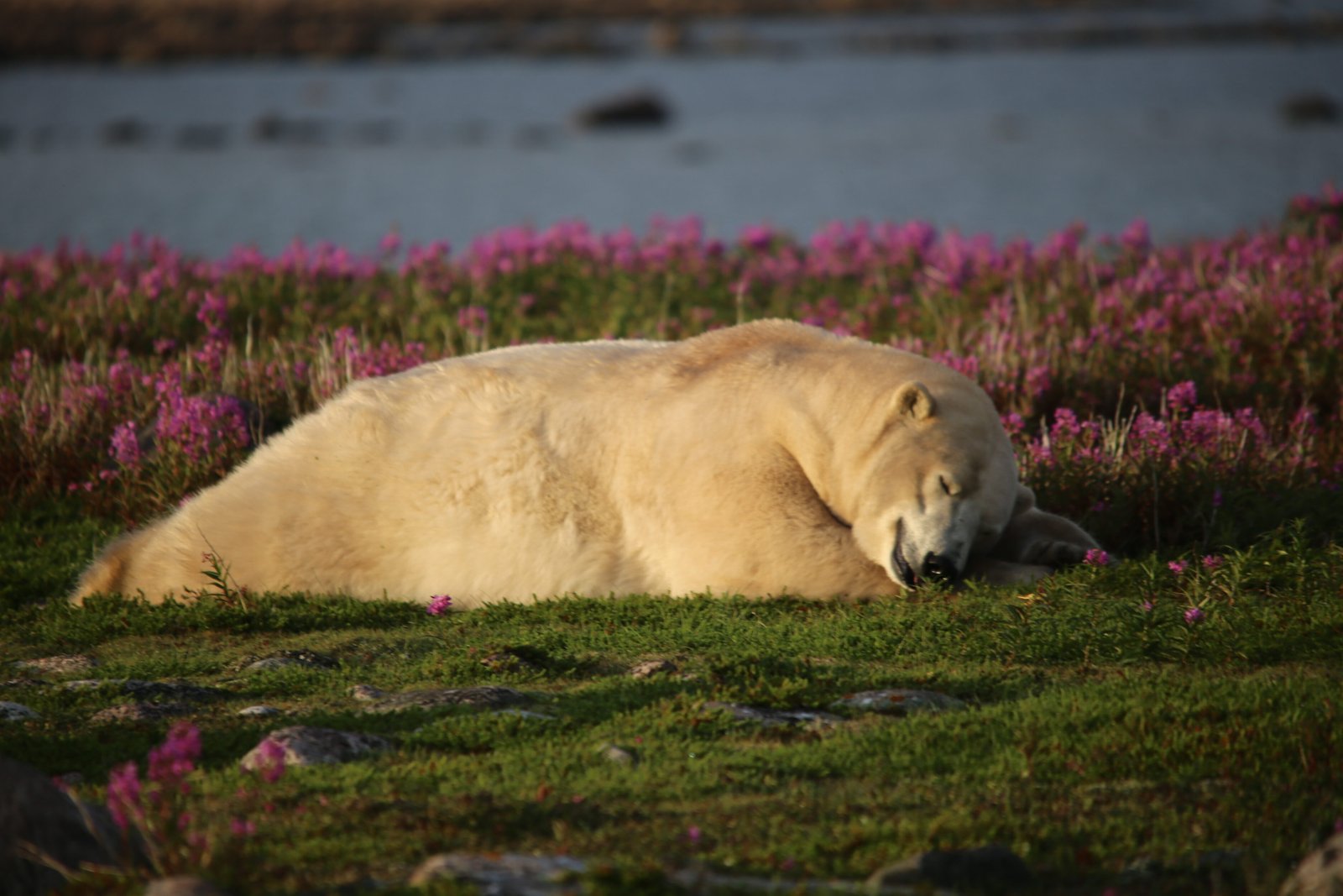 Sleepy Polar Bear - Ultimate Bears and Belugas Adventure