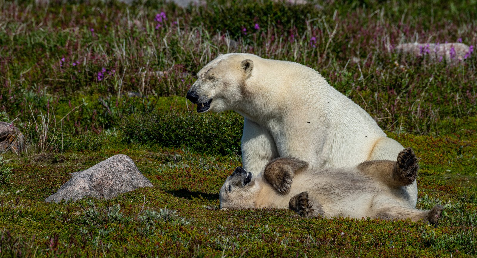 Ultimate Bears and Belugas Adventure