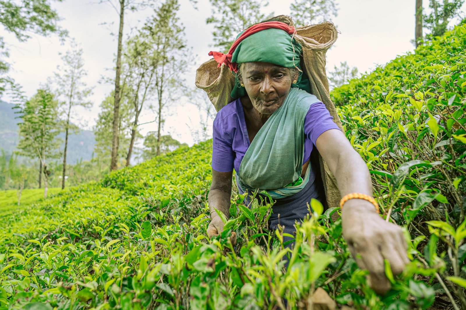 Tea Experience - Sri Lanka tour - Vegan Ventures