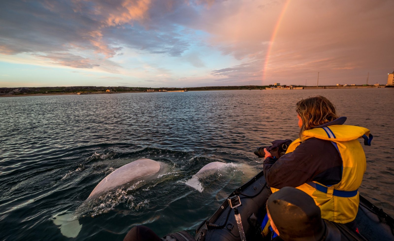 Ultimate Bears and Belugas Adventure