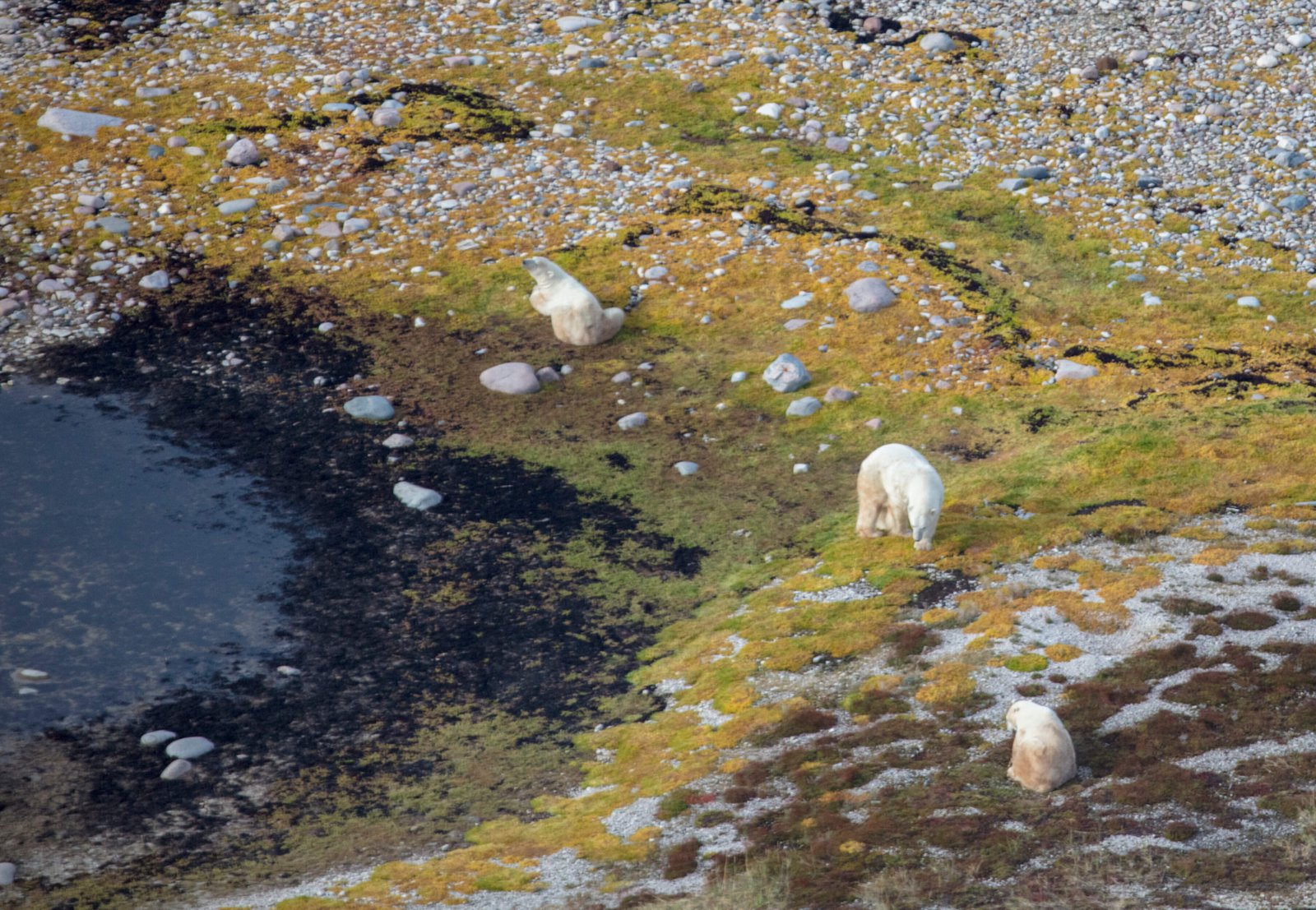 Polar Bears - Bears & Aurora Arctic Adventure