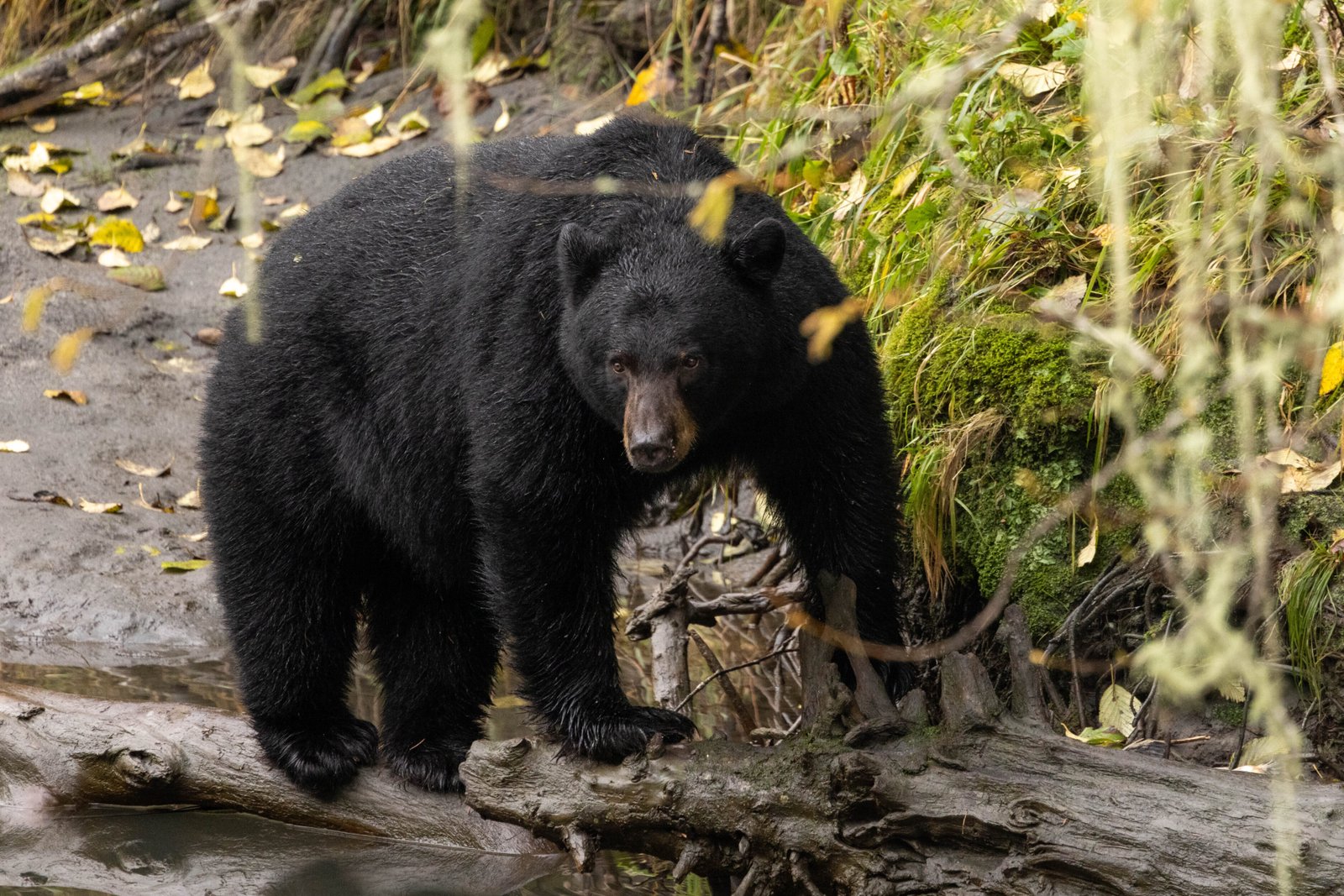 Black Bear - Klahoose Wilderness Resort