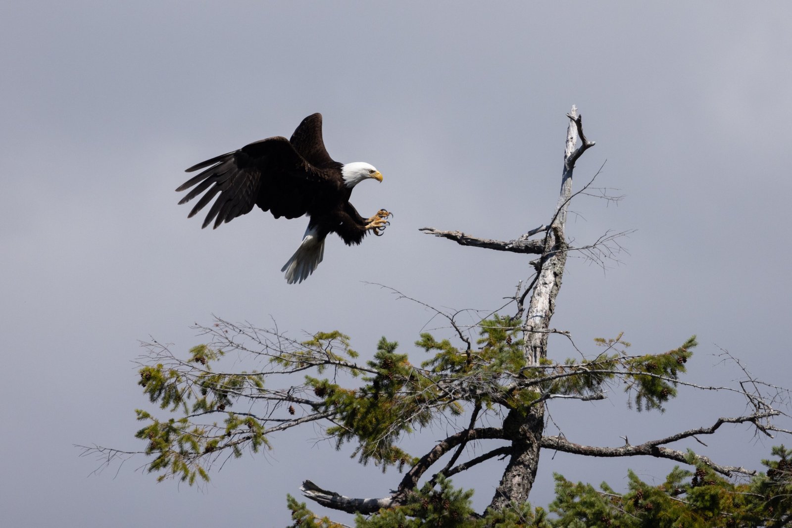 Bald Eagle - Klahoose Wilderness Resort