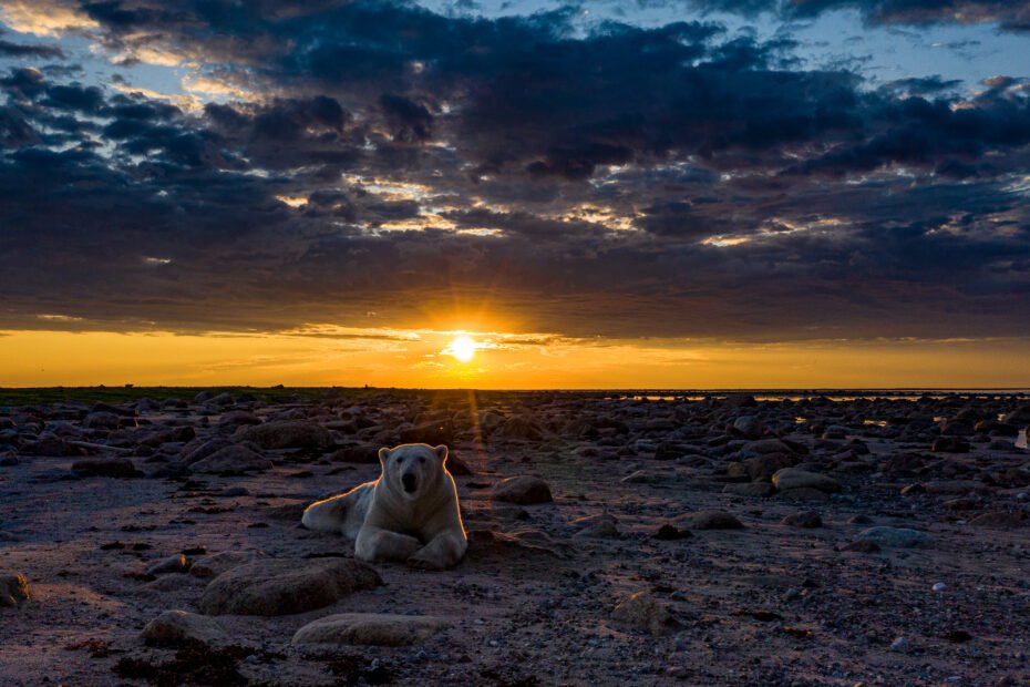 Sunset Churchill - Polar Bears & Aurora Arctic Adventure