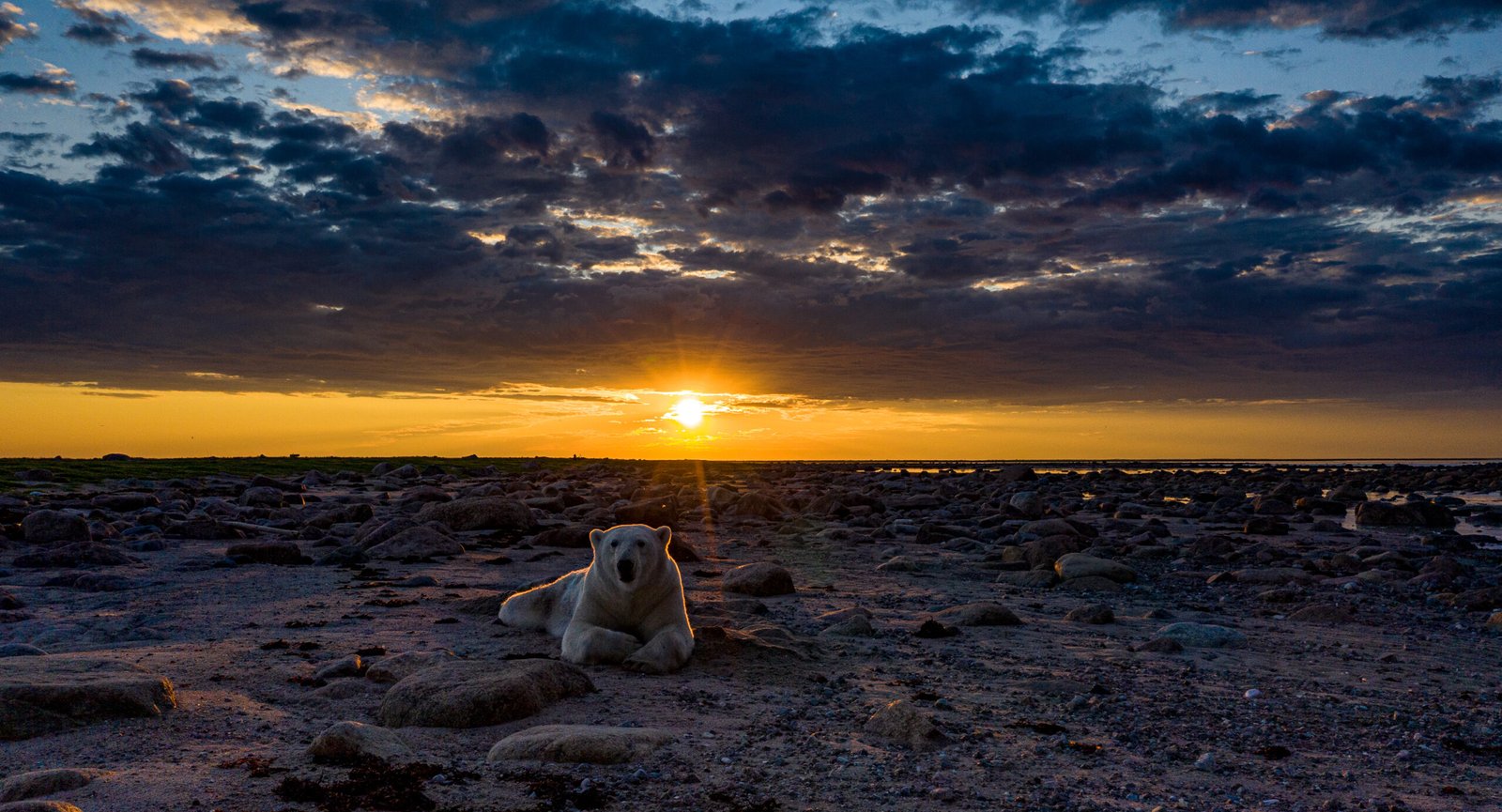 Sunset Churchill - Polar Bears & Aurora Arctic Adventure