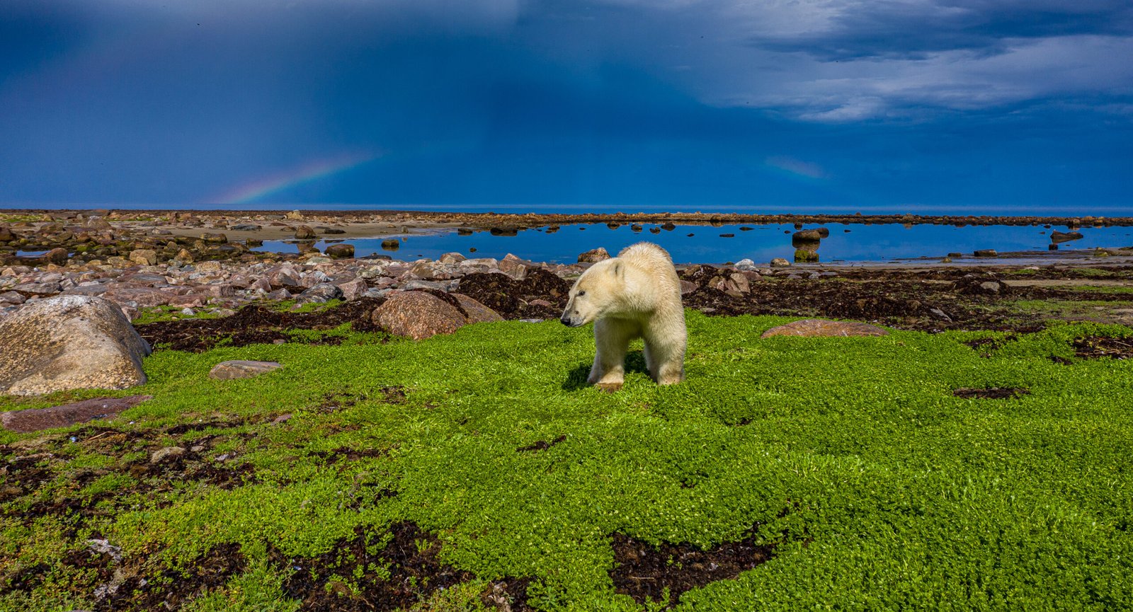 Polar Bears & Aurora Arctic Adventure