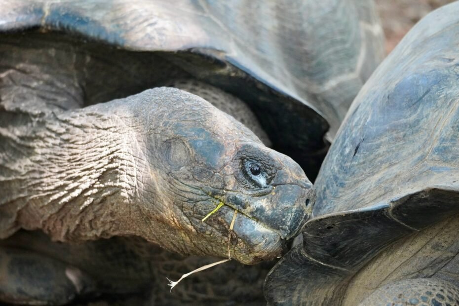 Giant Tortoise - Santa Cruz Island - Galapagos Island Hopping Tour