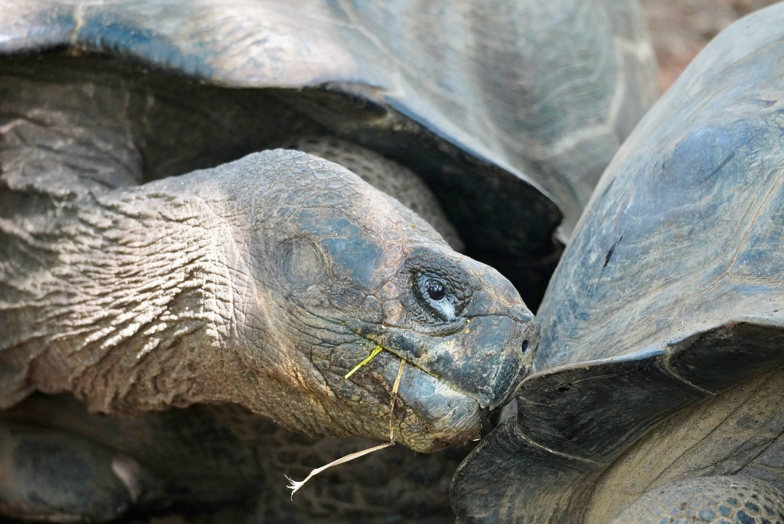 Giant Tortoise - Santa Cruz Island - Galapagos Island Hopping Tour