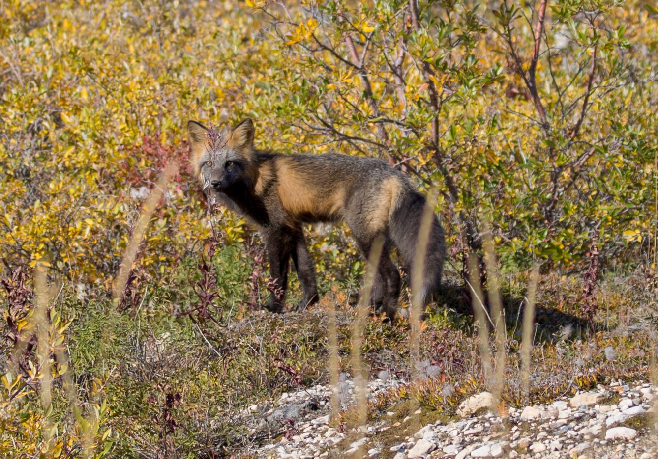 Arctic Fox - Bears & Aurora Arctic Adventure