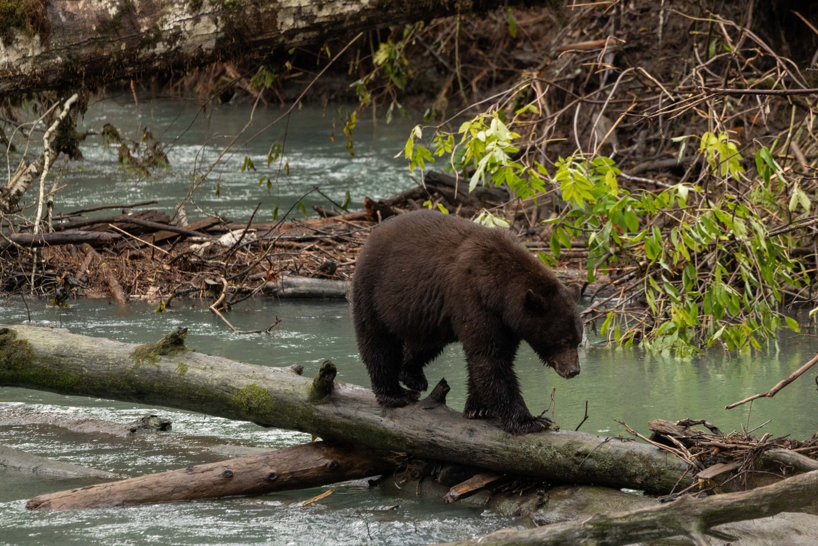 Grizzly Cub - Klahoose Wilderness Resort