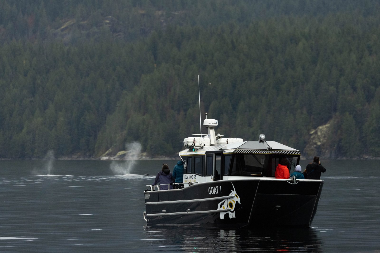 Whales - Klahoose Wilderness Resort