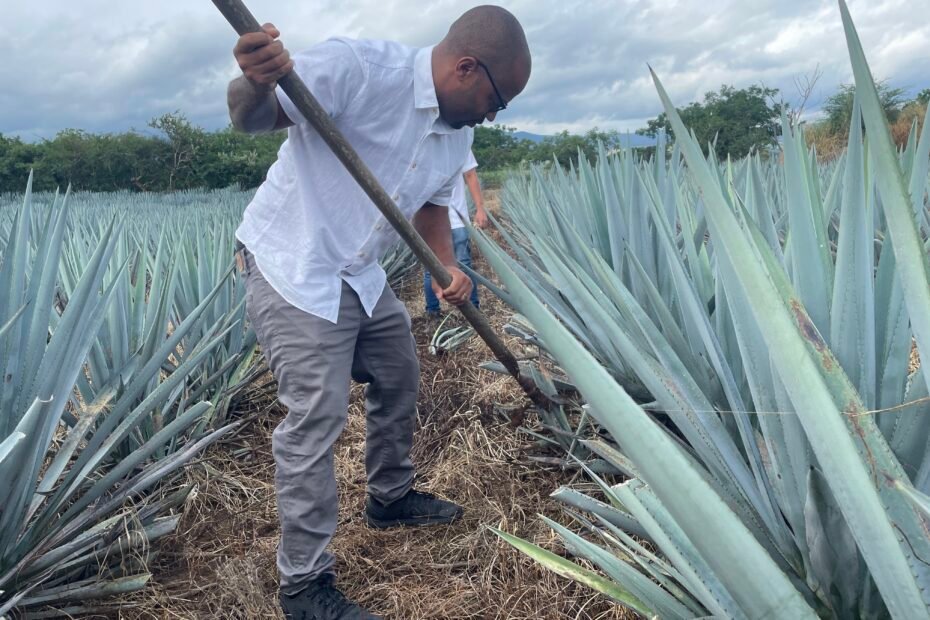 Tequila Tour - Blue Agave - Guadalajara & Tequila Tour