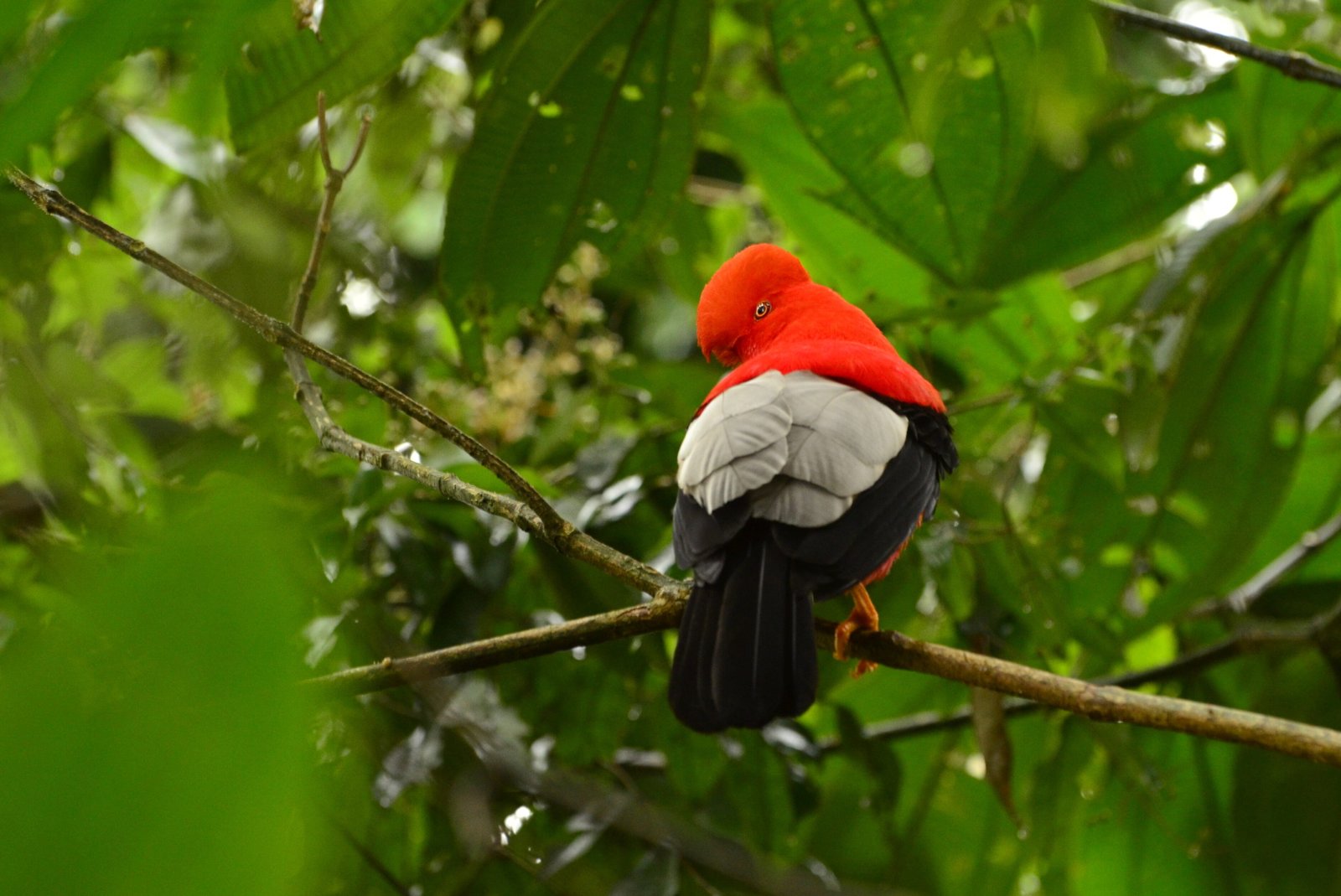 Colombia Birding Tour - Cock of the Rock