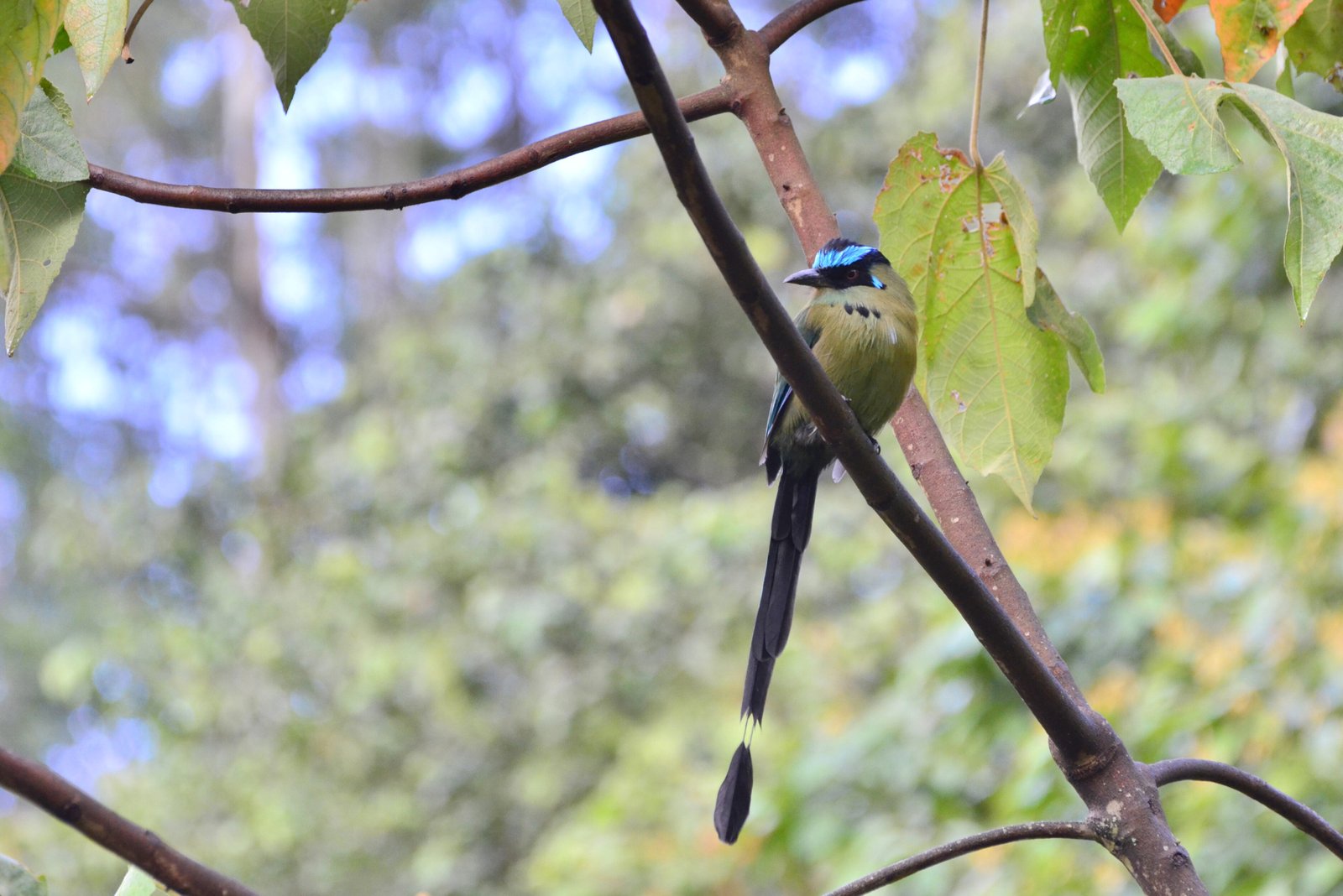 Mot Mot bird - Colombia Birding Tour