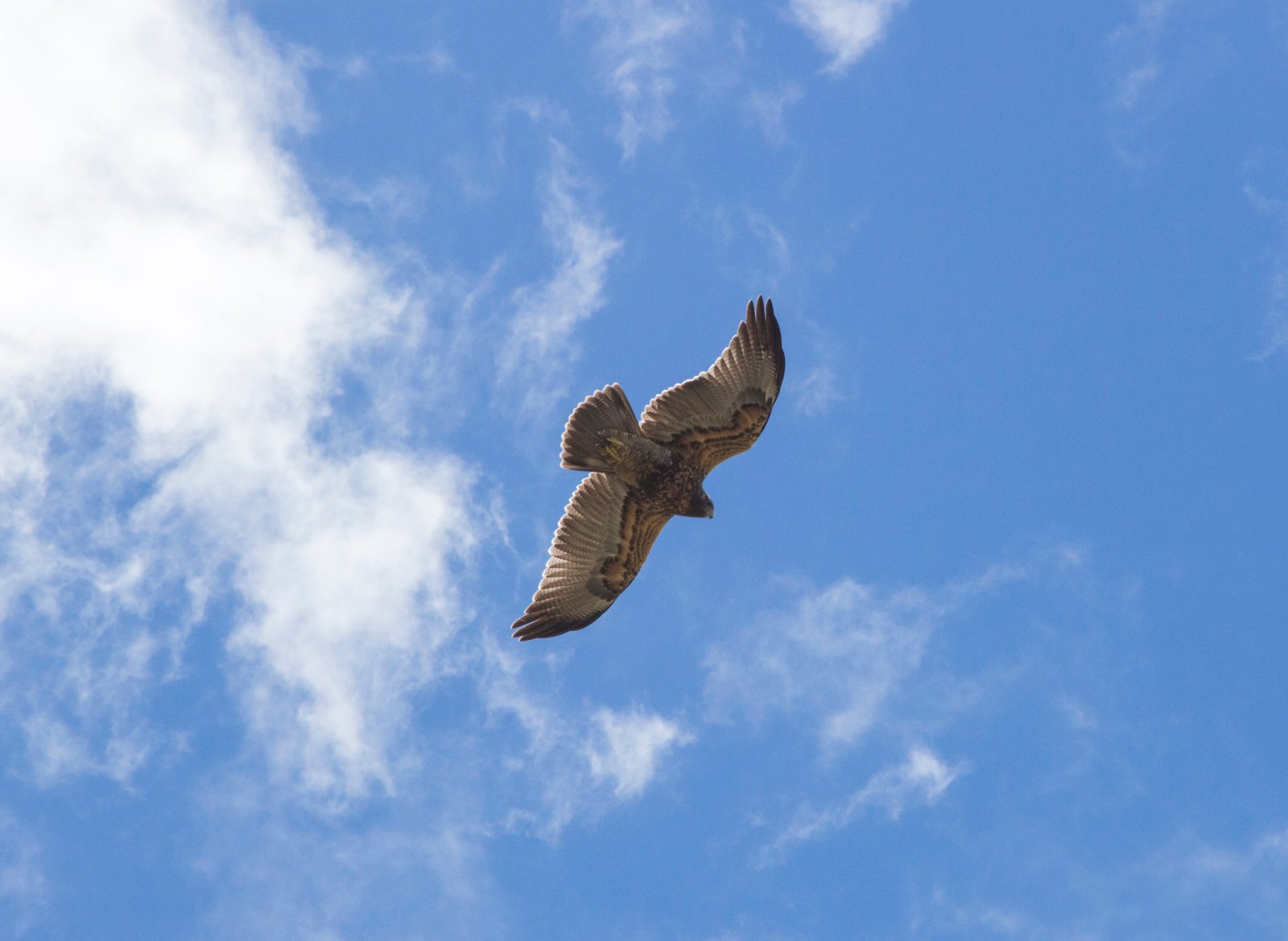 Andean Buzzard