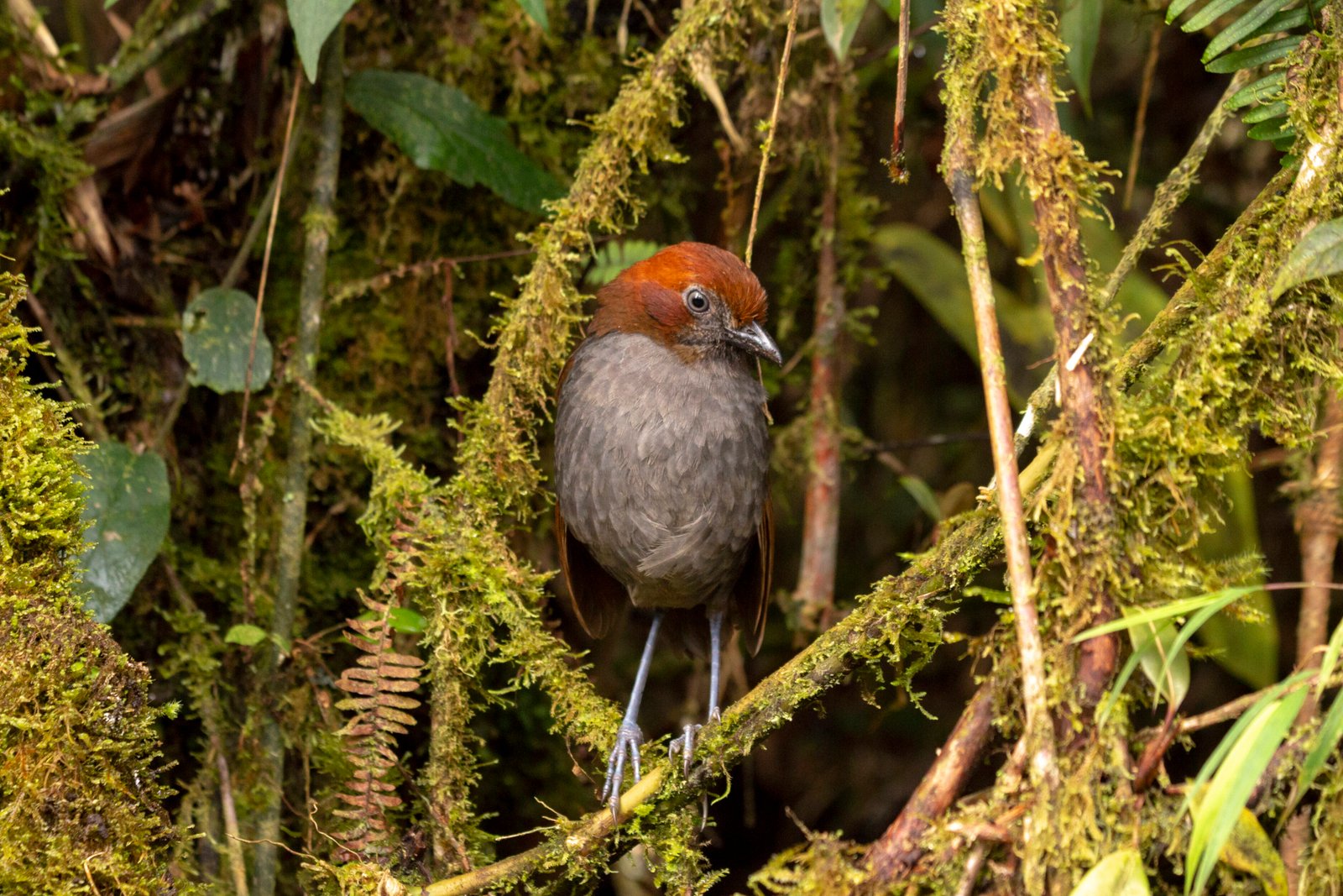 Chestnut-naped Antpitta - Western Andes - Colombia Birding Tour
