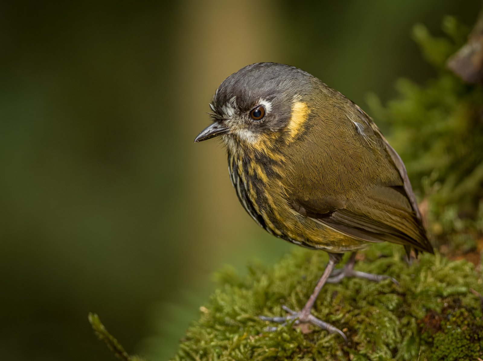 Birding in Colombia's Highlands